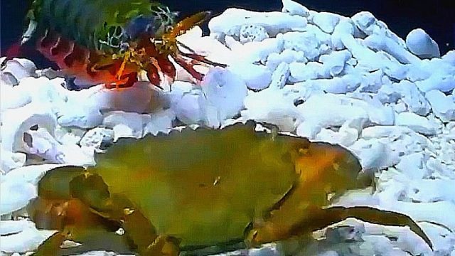 皮皮虾暴力打碎螃蟹