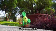 植物大战僵尸游戏 僵尸误把樱桃炸弹当做食物