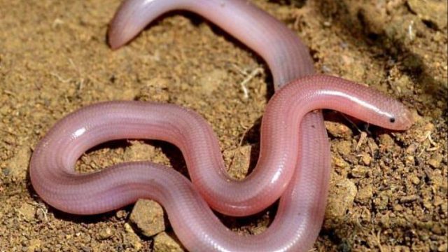 【虫型盲蛇Typhlops vermicularis】中国最稀有的爬宠（非保）