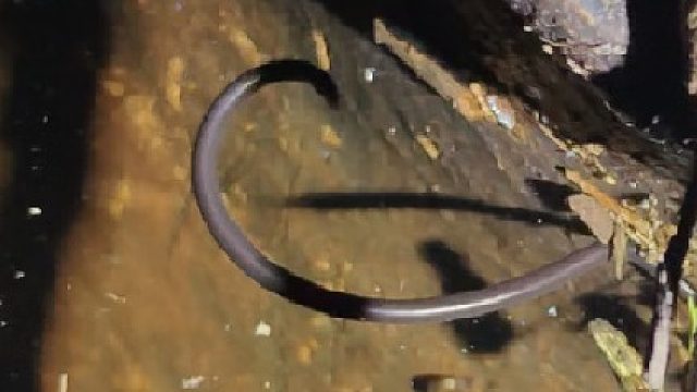 钩盲蛇和渔游蛇都在游泳哟