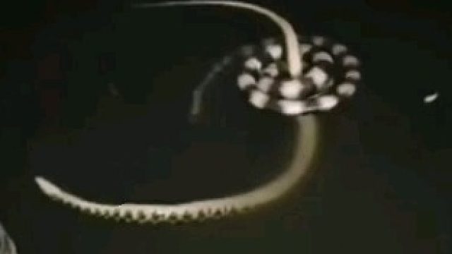 金环蛇水中大战渔游蛇