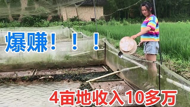 爆赚！4亩地收入10多万，家族人都在养，带大家去养殖地看看！