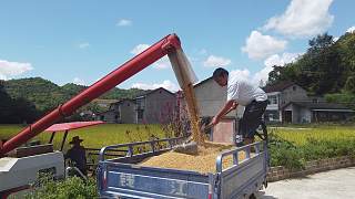 又是一年稻子熟，村里来了第一台大型收割机，村民们满是丰收喜悦