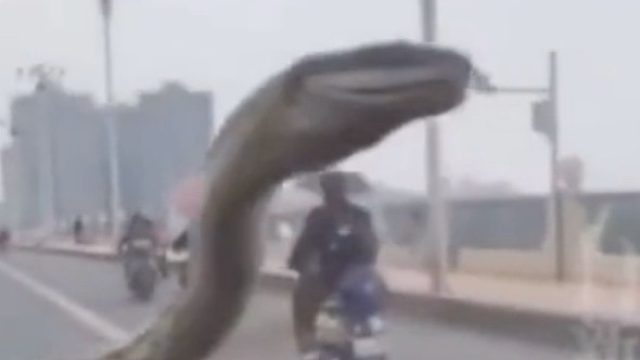 蛇：我帮你免费擦玻璃，你居然举报我？