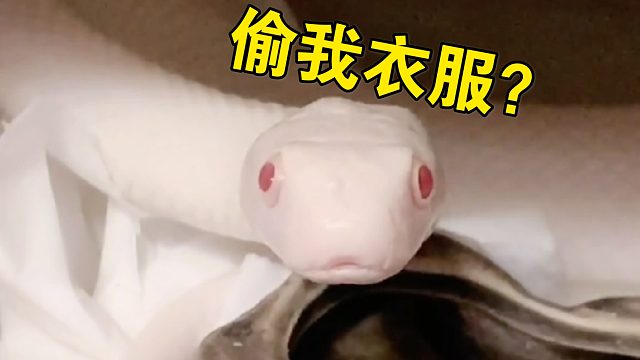 震惊：变态竟然对蛇做出这种事！（这个故事发生在去年12月…）