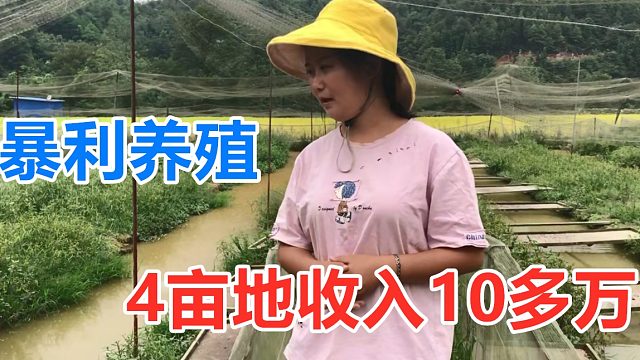 年入10多万养殖地，突然来一只大野货，价值1000多块，抓到会发财！