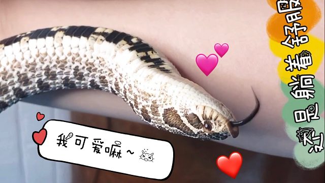 见过这么黏人的小猪鼻蛇嘛？信任铲屎官主动上手爱蹭蹭的神仙小蛇～超级可爱