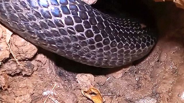 第一次挖到这种颜色的大蛇，有谁知道这是什么蛇吗