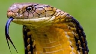 眼鏡王蛇最害怕的3種動物，有2種可以把眼鏡王蛇當辣條吃