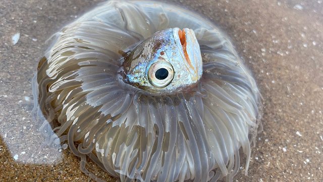 大海退潮后，二强抓嘉吉鱼的时候被喷了一身的水，又挖出大海葵