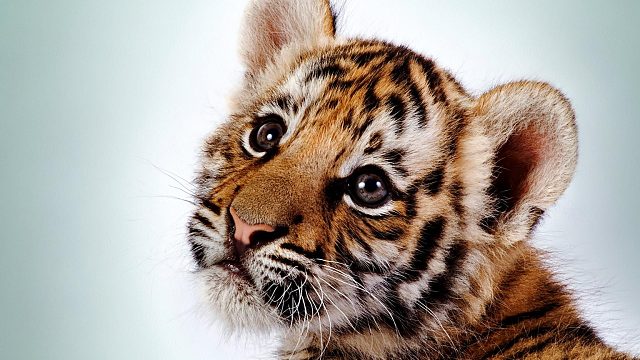 欢迎来到神文子dota的直播间欢迎来到神文子dota的直播间-片段1