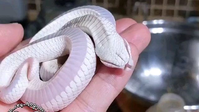 想要装死的猪鼻蛇