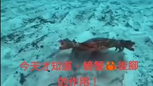 今天才知道螃蟹后腿的作用