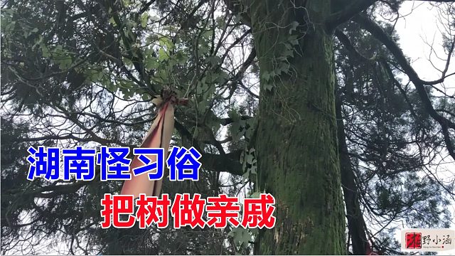 湖南有个怪习俗，把树当亲戚，价值高达20万不让卖，里面不简单！