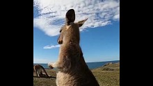 可愛吧