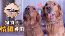 給狗狗做一對(duì)定情項(xiàng)圈，它戴上圈兒后卻像被施了緊箍咒~【金毛海德和格格】