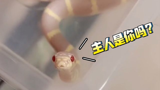 超萌小蛇和主人间的甜蜜互动～