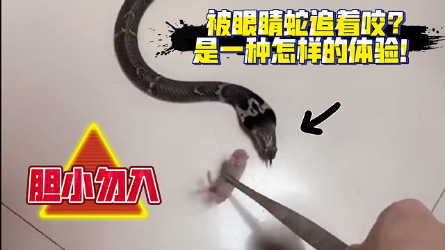 无足类爬行动物（蛇类）在进食中的迷惑行为…危操勿仿！