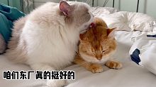【布偶貓】老父親淪為工具人，貓咪感慨：東廠其實(shí)挺好的