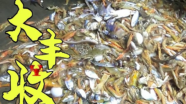 黄成大哥花88包网迎来大丰收，捕到满船价值几千块的海鲜，赚翻了