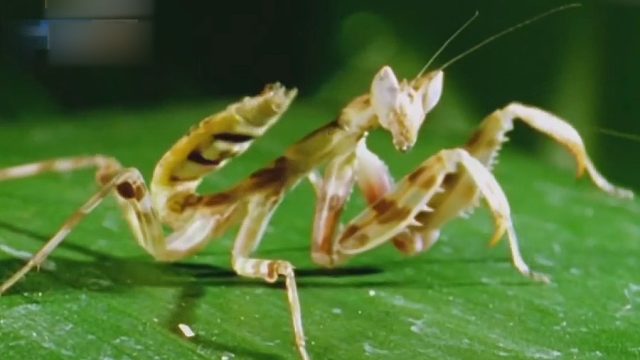 青蛙想吃小螳螂 没发现大螳螂在身后 结果被吃了