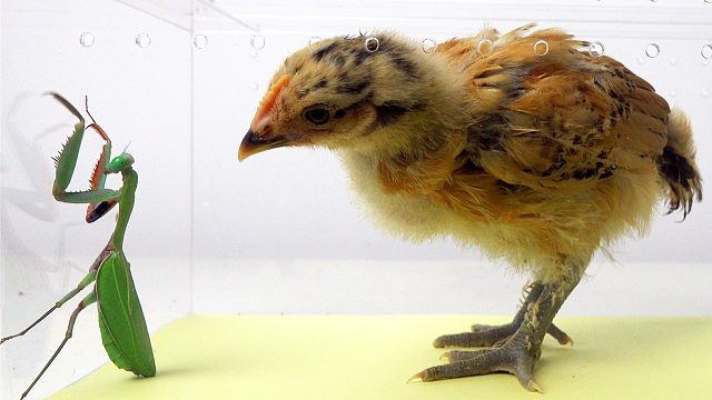 当一只小鸡第一次遇见螳螂，结果会发生什么