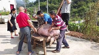 走进湖南农村杀猪现场，需6个大男人齐上阵，还是传统的杀猪法