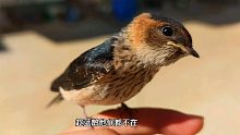 充滿智慧的小眼神，勤勞的小燕子誰不喜歡呢