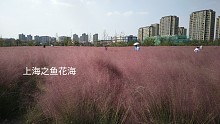 上海绝美免费赏花地