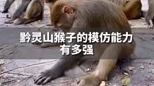 來看看貴陽黔靈山的猴子模仿能力有多強(qiáng)！#很貴州# #戒不掉的貴州味道