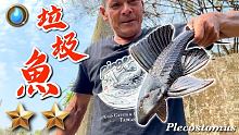 野味31集 | 垃圾魚 | 蒜香垃圾魚柳 | plecostomus | 萍哥Pinger