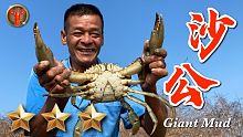 野味22集 | 沙公 | 螃蟹粉絲煲 | Scylla serrata | 萍哥Pinger