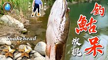 野味18集 | 鮕呆 | 紅燒豆瓣 酥炸 | Channa striata | 萍哥Pinger