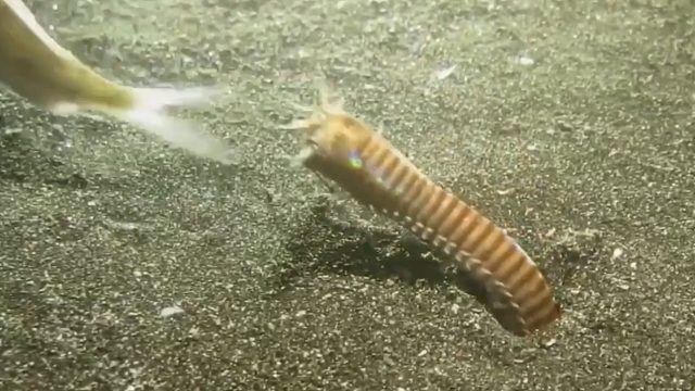 尝试用一条死鱼来挑逗博比特虫