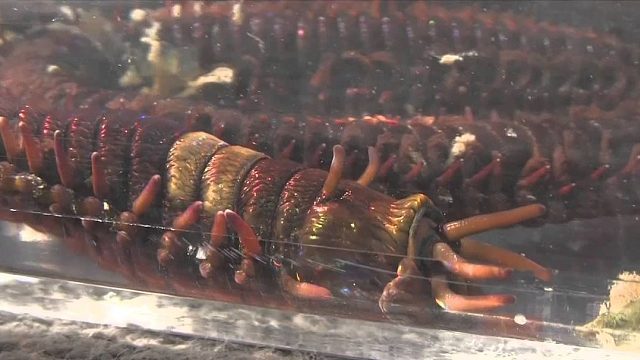 近距离观察，你会起鸡皮疙瘩