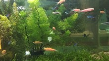 鱼缸草缸生态缸2021.9.15