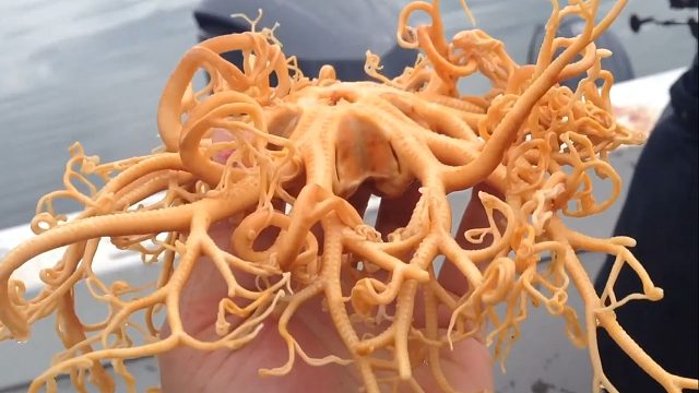 不可思议！女子野钓意外捕获颜色鲜艳的诡异触手生物