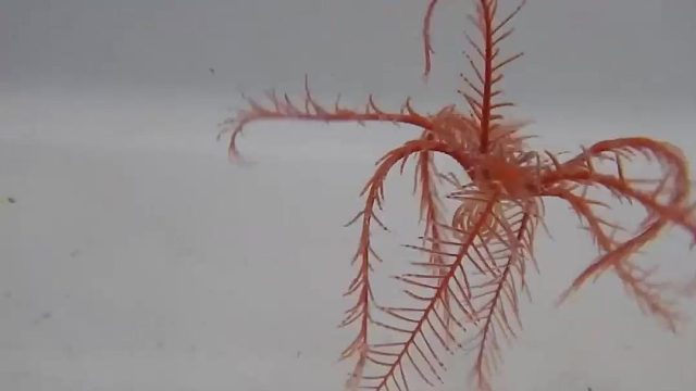 棘皮动物-海羊齿