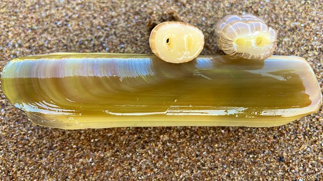 大海退潮后，二强挖出卧沙的蛏王，又徒手抓活带鱼