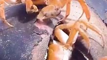 八爪魚鉆大瓶