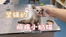 癱瘓的小貓堅(jiān)強(qiáng)的活著！后腿已有反應(yīng)！希望疾病的痛苦遠(yuǎn)離他！