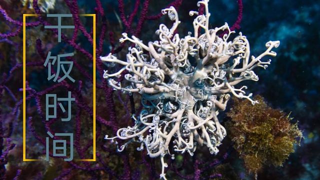 【海洋生物】干饭的筐蛇尾