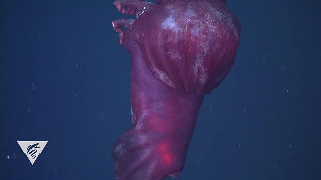 神奇的深海海参