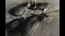 可愛貓咪