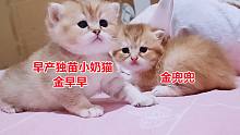 早產獨苗小奶貓，兩個貓媽喂它，體重仍被小十天的外甥超過，愁人