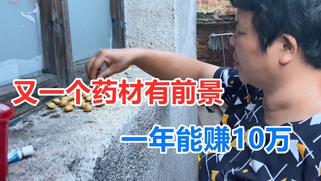 又一個藥材有前景， 一斤29元持續(xù)漲，不要本錢，年入10萬隨便摘