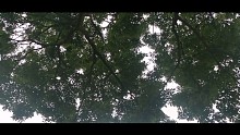 清晨