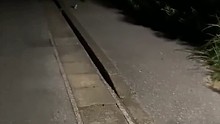 見過這么可愛黑白雙煞