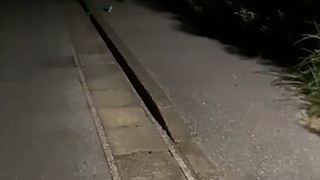 見過這么可愛黑白雙煞