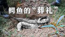 春天來了，種下兩條鱷魚，希望秋天能帶來更好的“收獲”